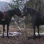 Ida & L-O busar 2005-12-02